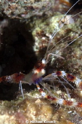 Banded Coral Shrimp on the Fish Camp Rocks off the beach ... by Michael Kovach 